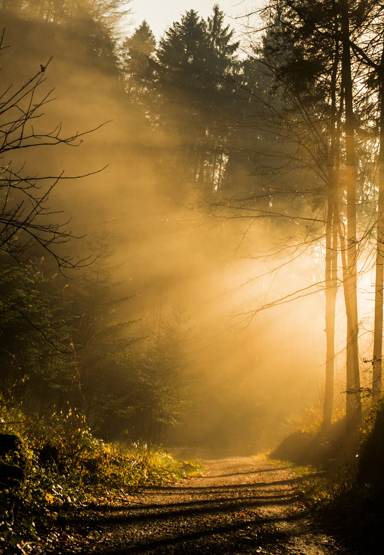 Waldlichtspiele