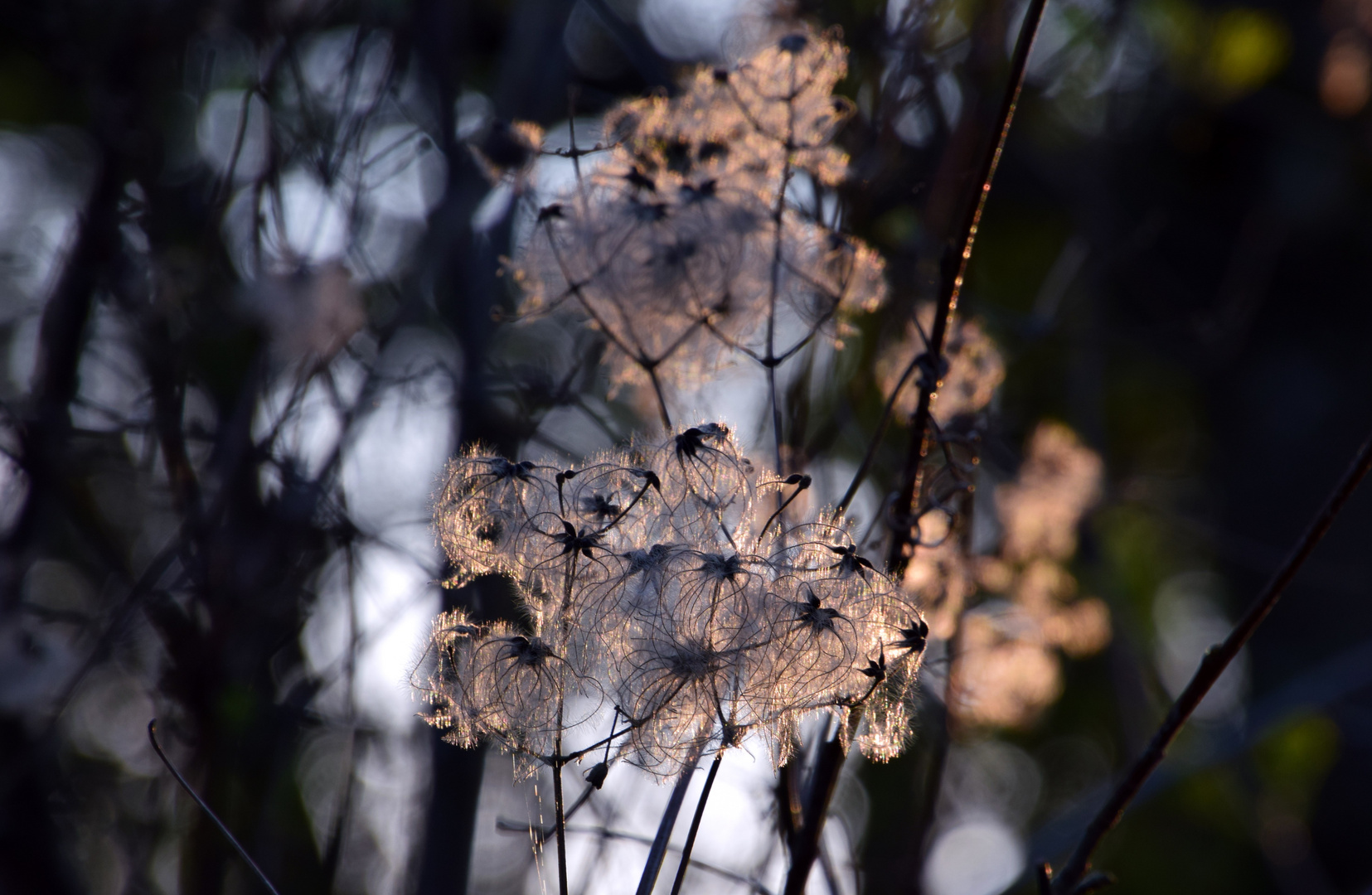 Waldlichtträume laden Dich ein .......