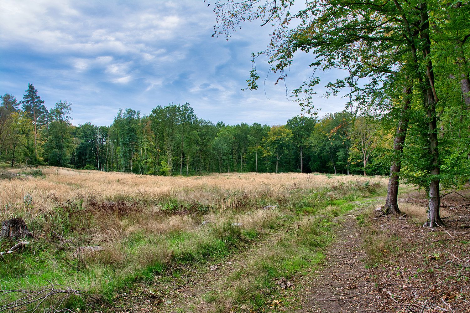 Waldlichtung