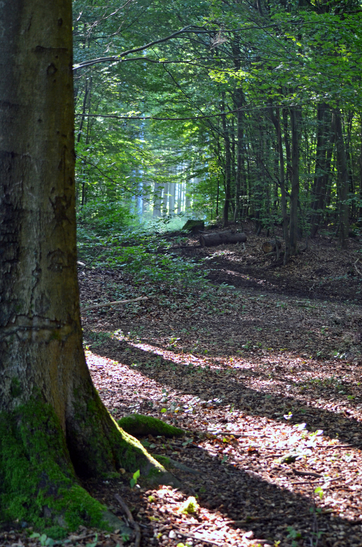 Waldlichtung