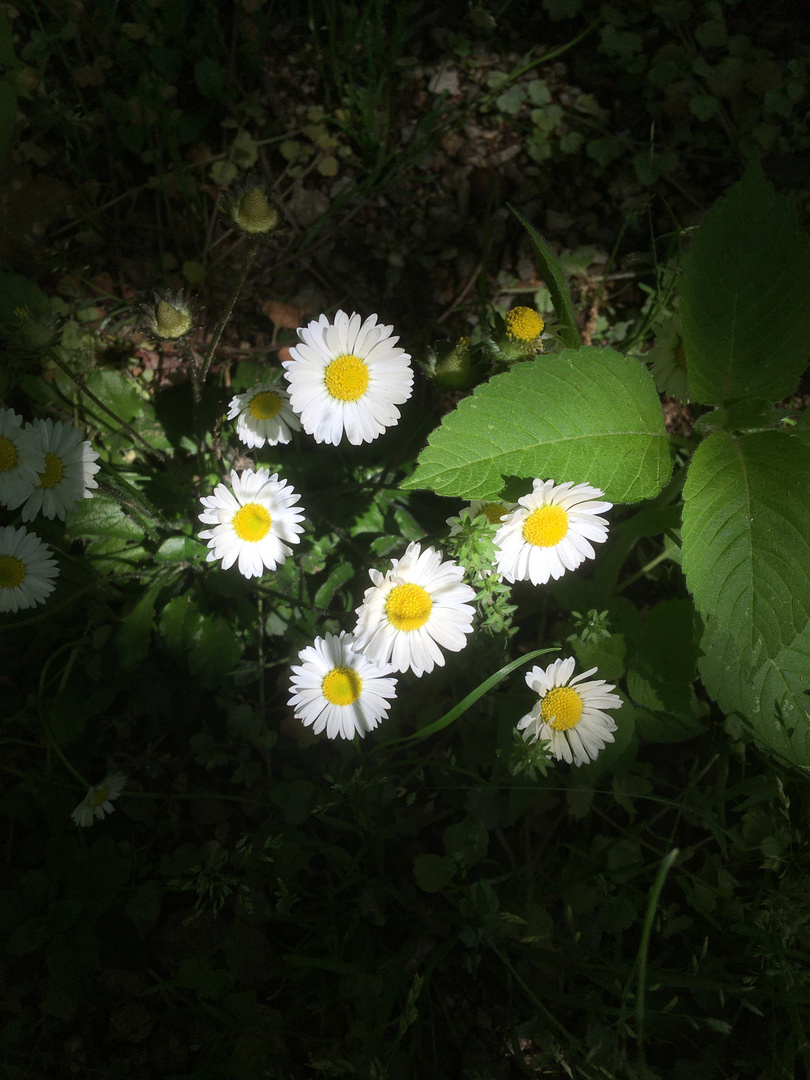 Waldlichtung 