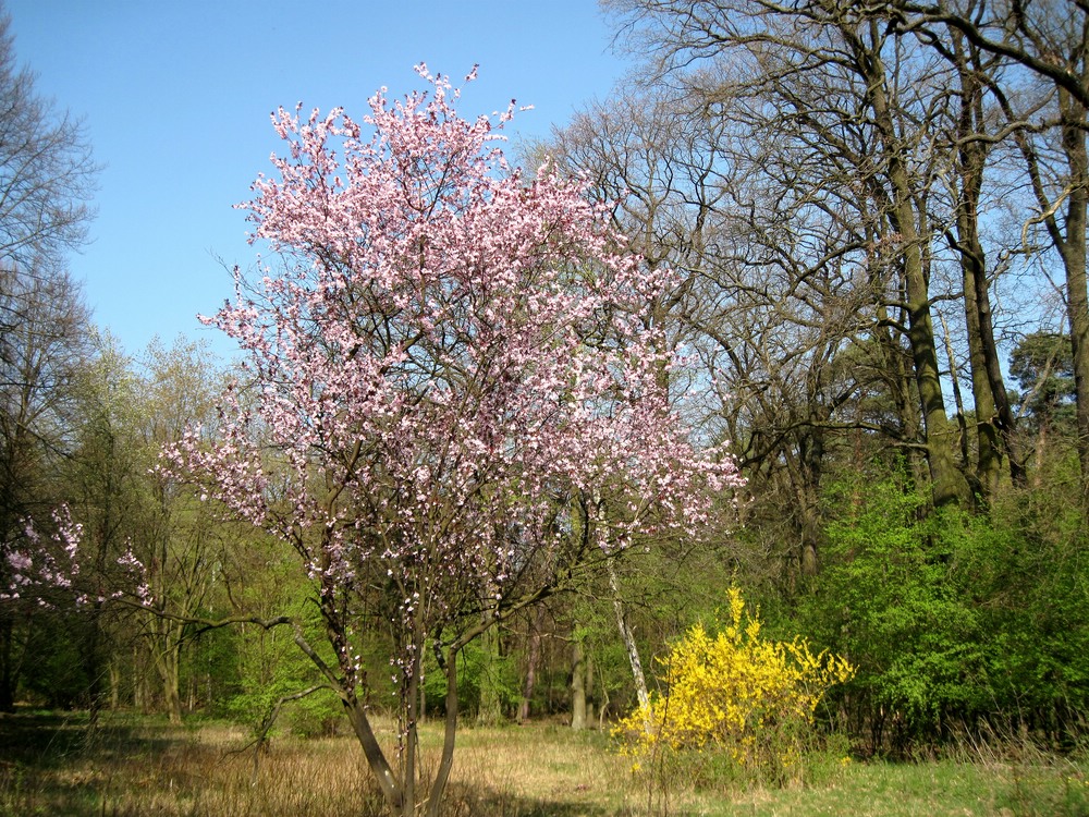 Waldlichtung