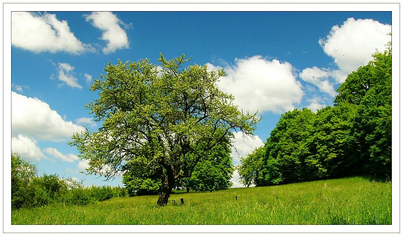 Waldlichtung