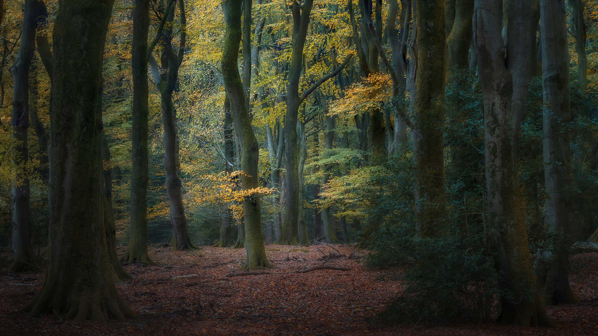 Waldlichtung