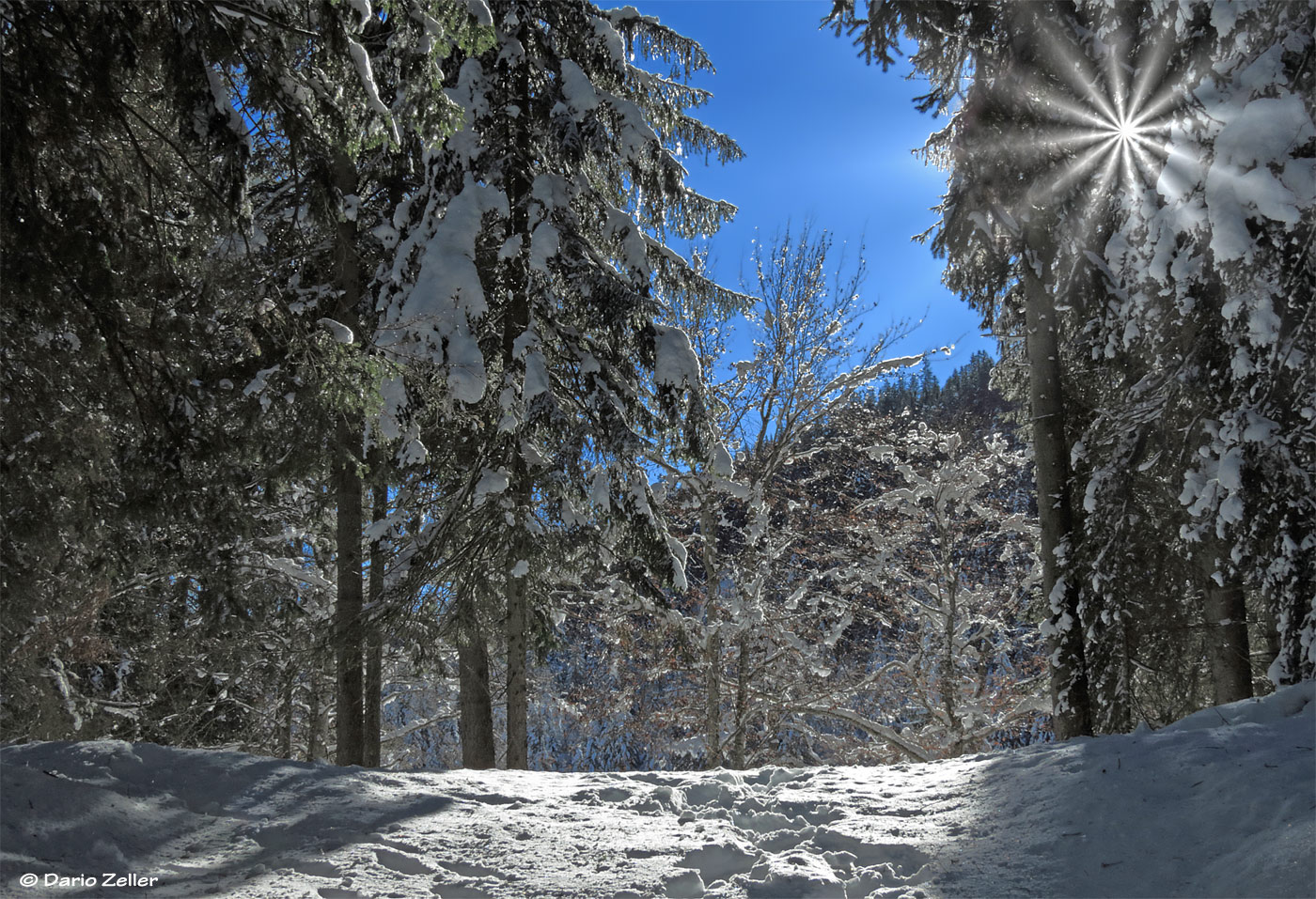 Waldlichtung