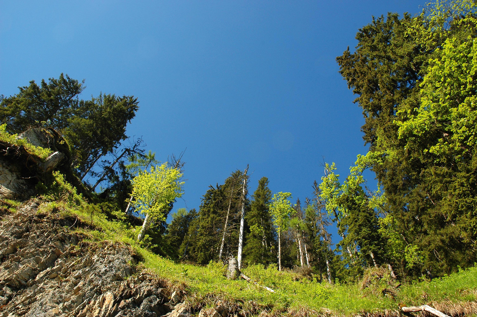 Waldlichtung