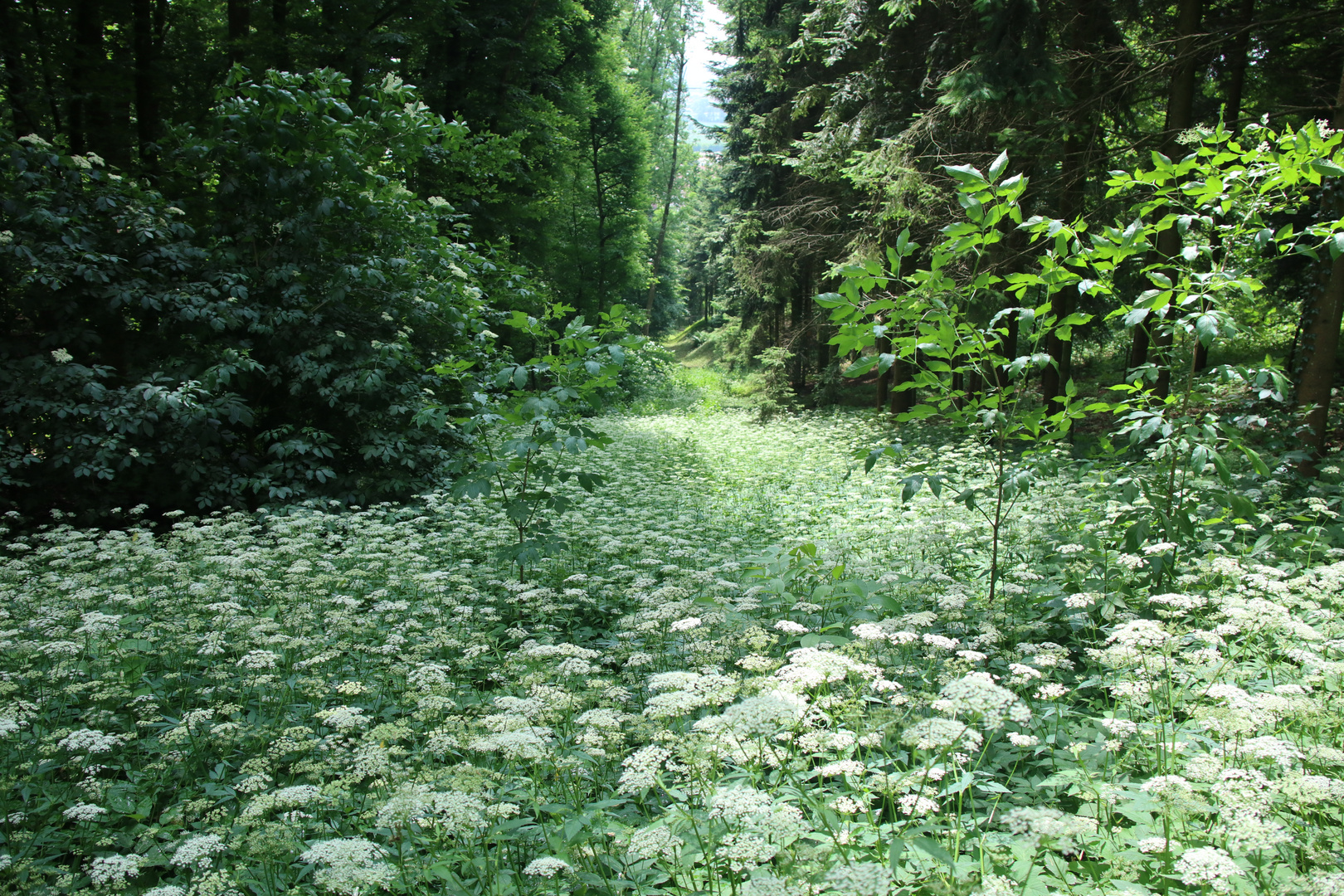 Waldlichtung