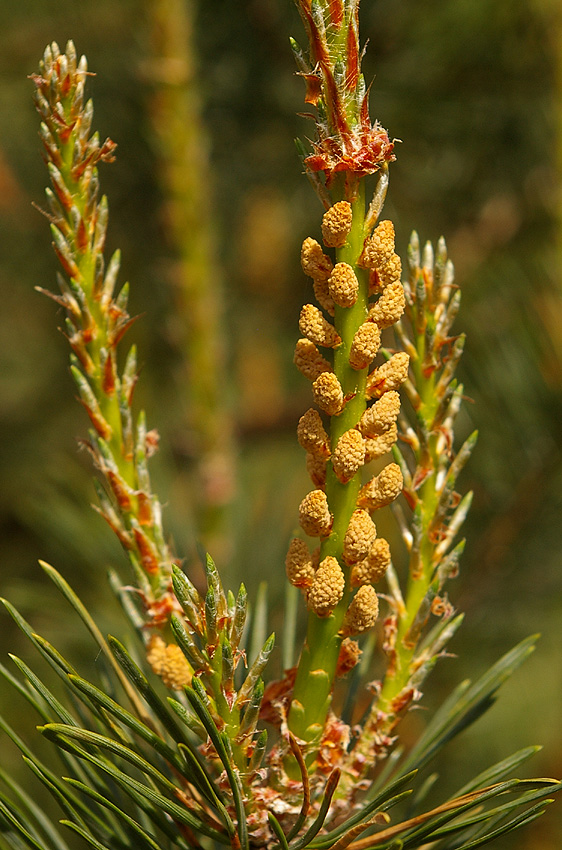 Waldlichtung #5740