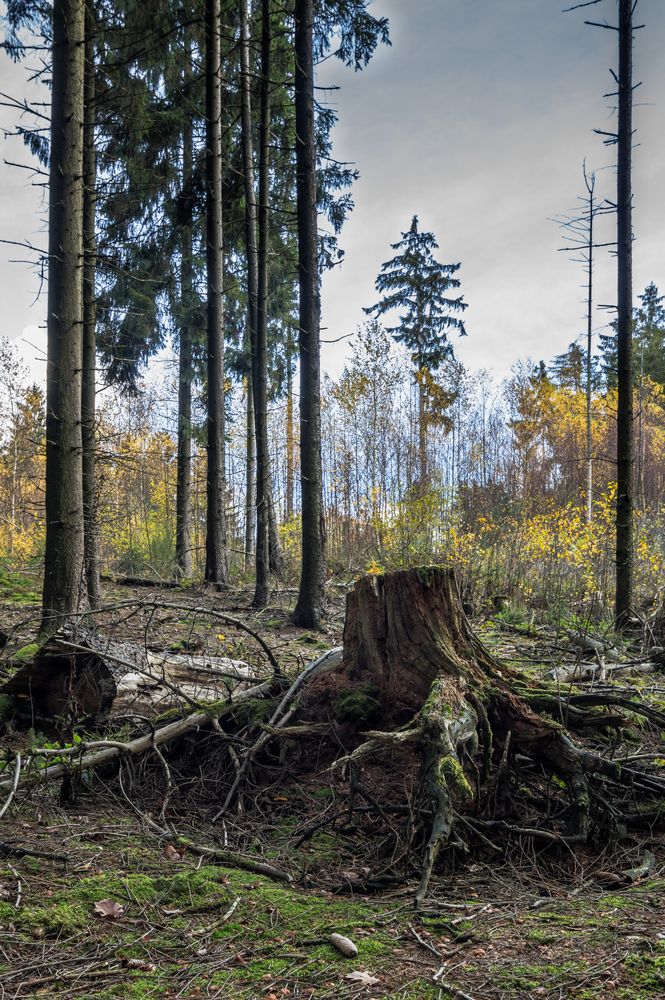 Waldlichtung