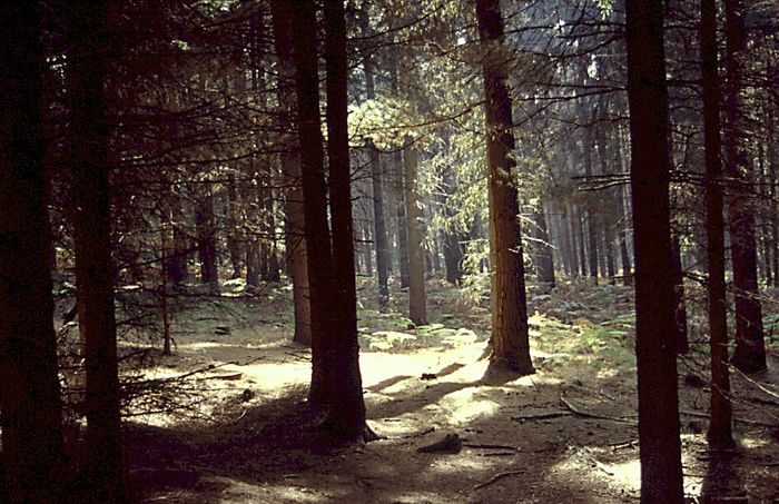 Waldlichtung von Jürgen Merkes