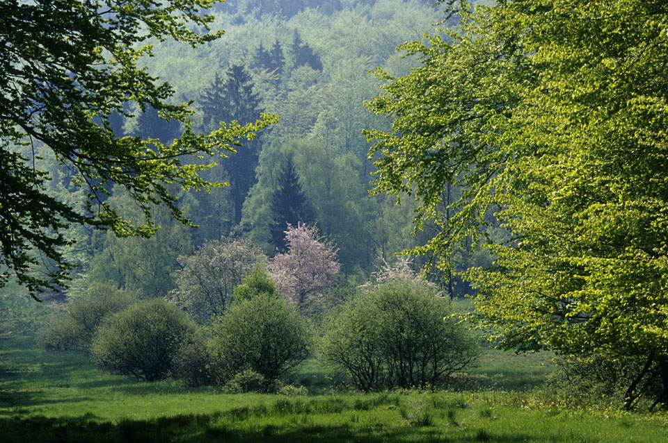 Waldlichtung