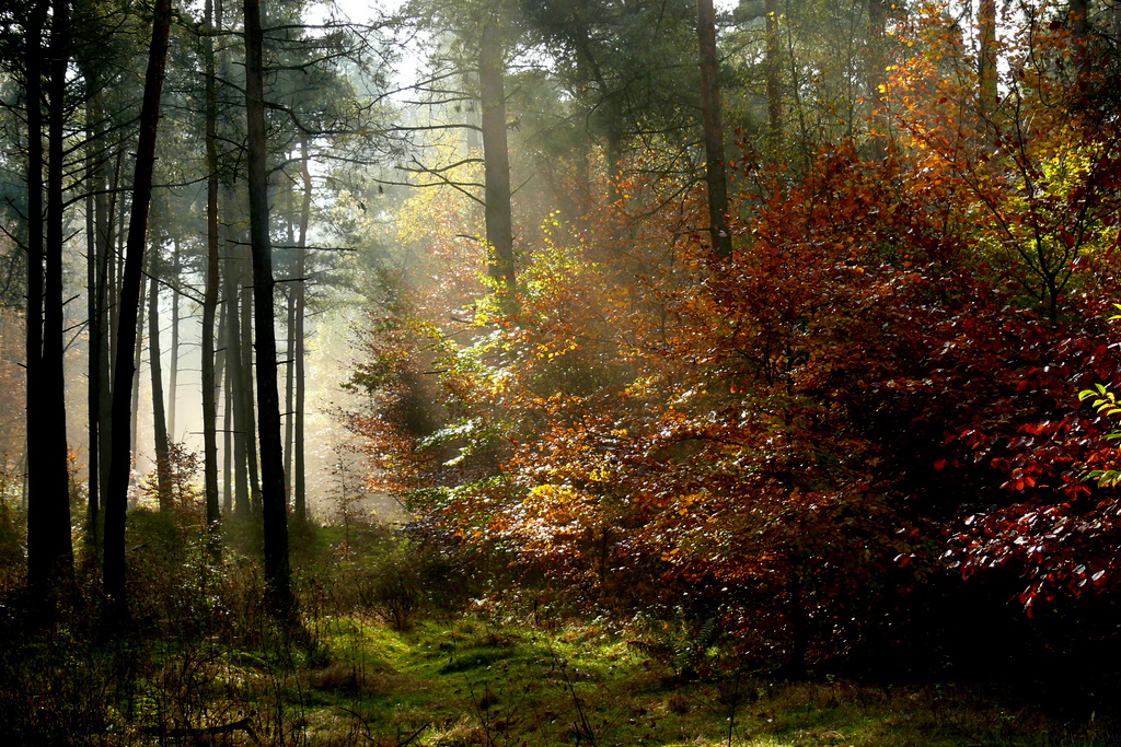 Waldlichtung