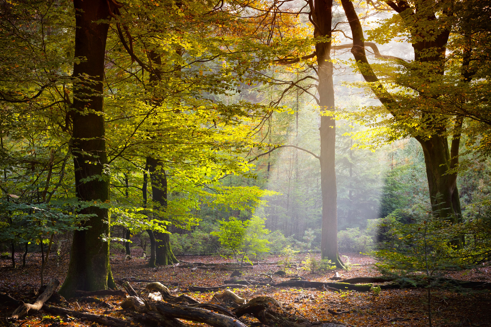 Waldlichtung Foto Bild jahreszeiten herbst wald Waldlichtung Foto Bild jahreszeiten herbst wald