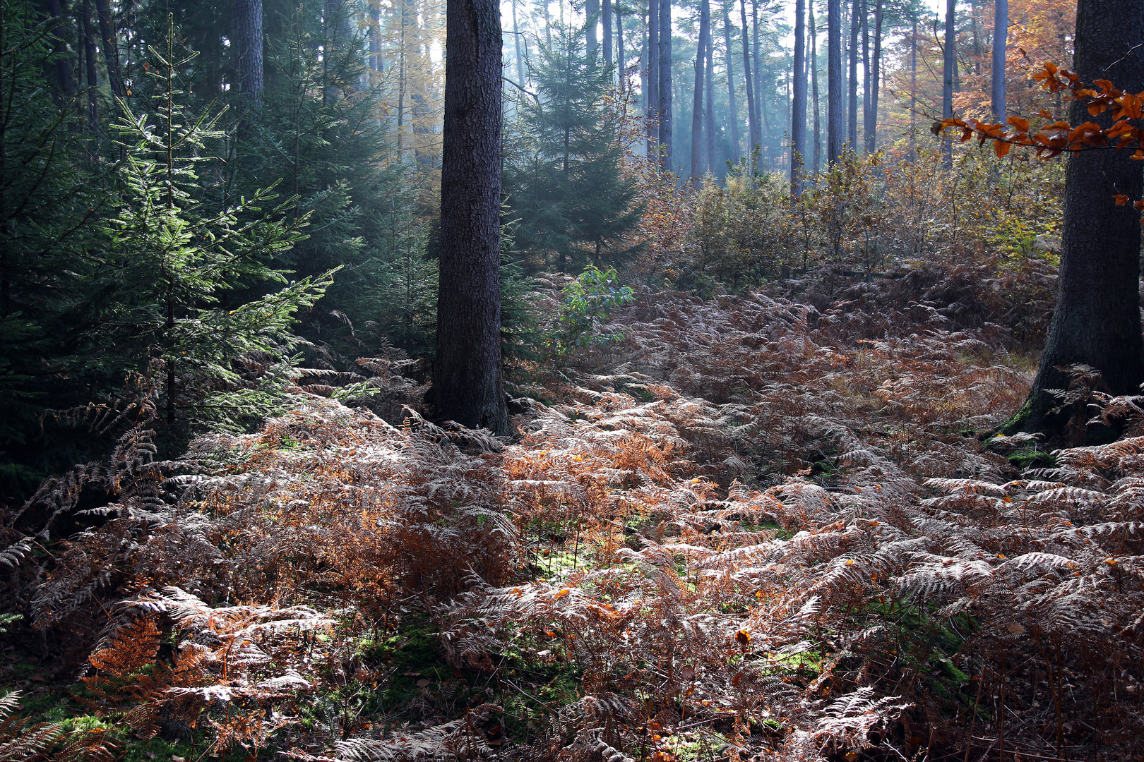 Waldlichtung ...