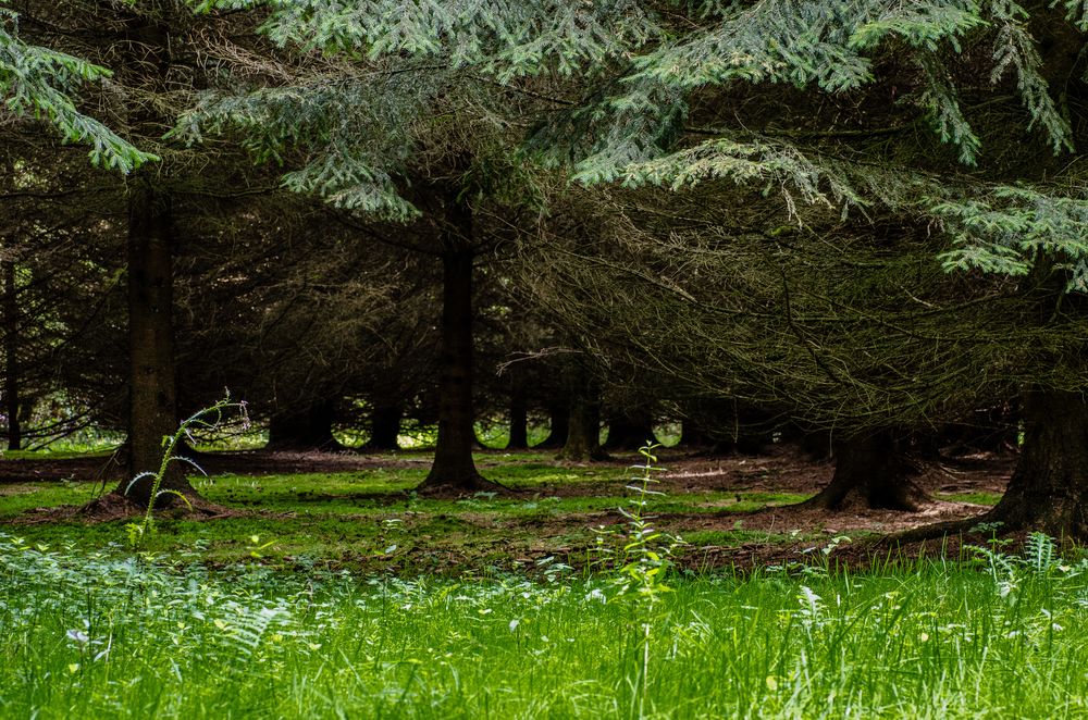 Waldlichtung