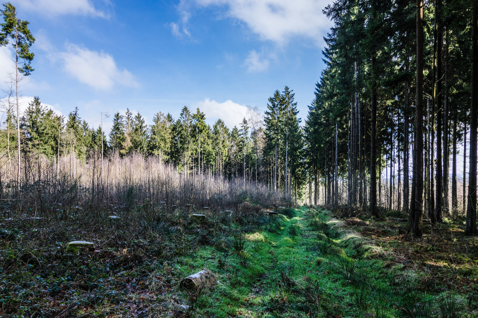 Waldlichtung