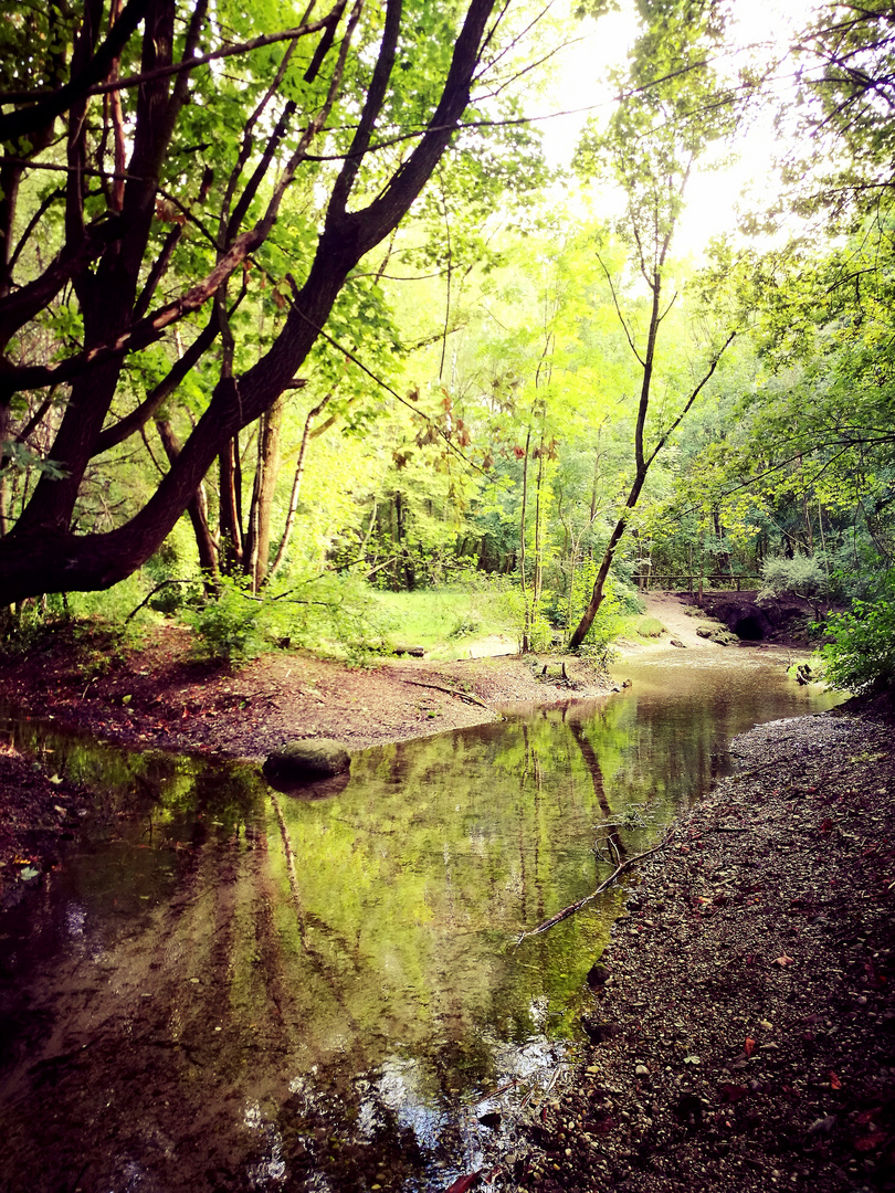 Waldlichtung