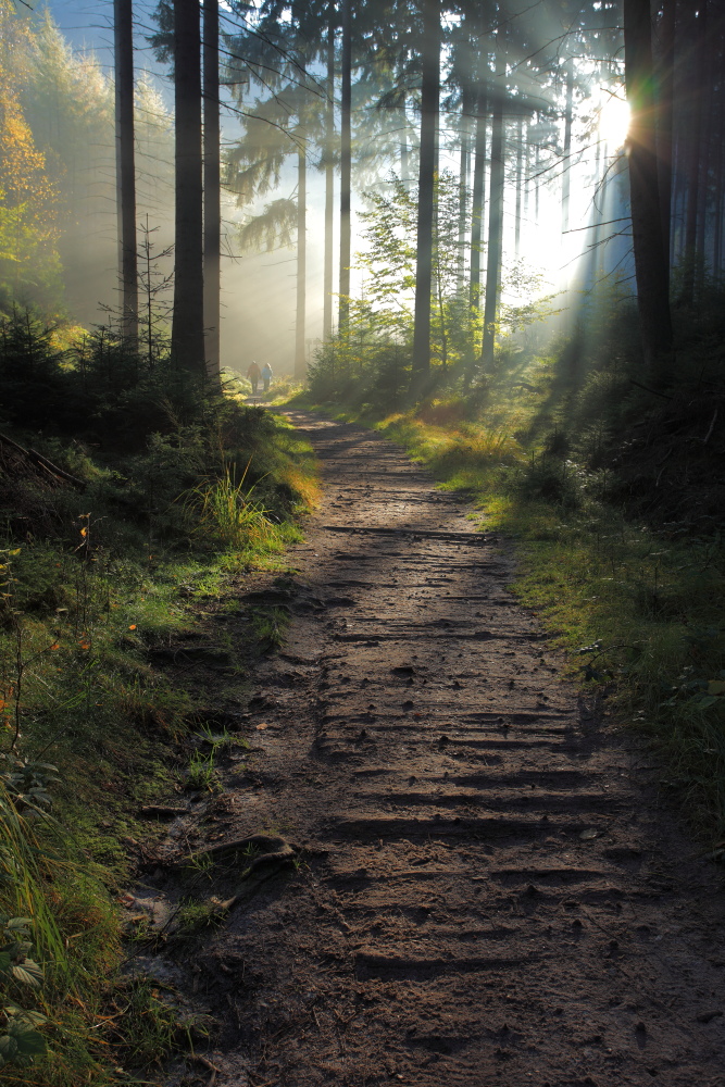 Waldlichtung