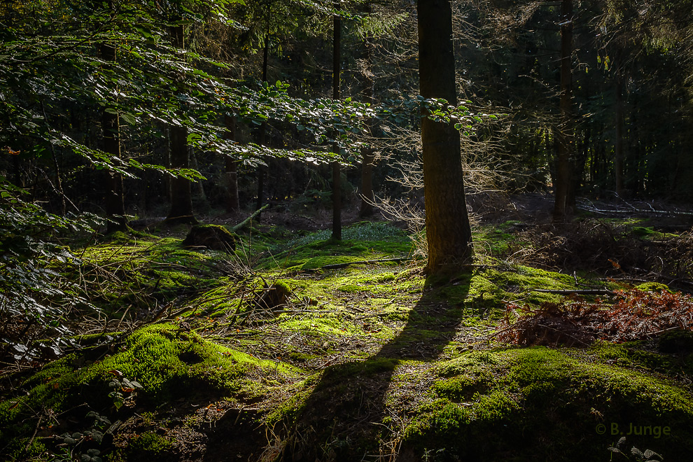 Waldlichtung