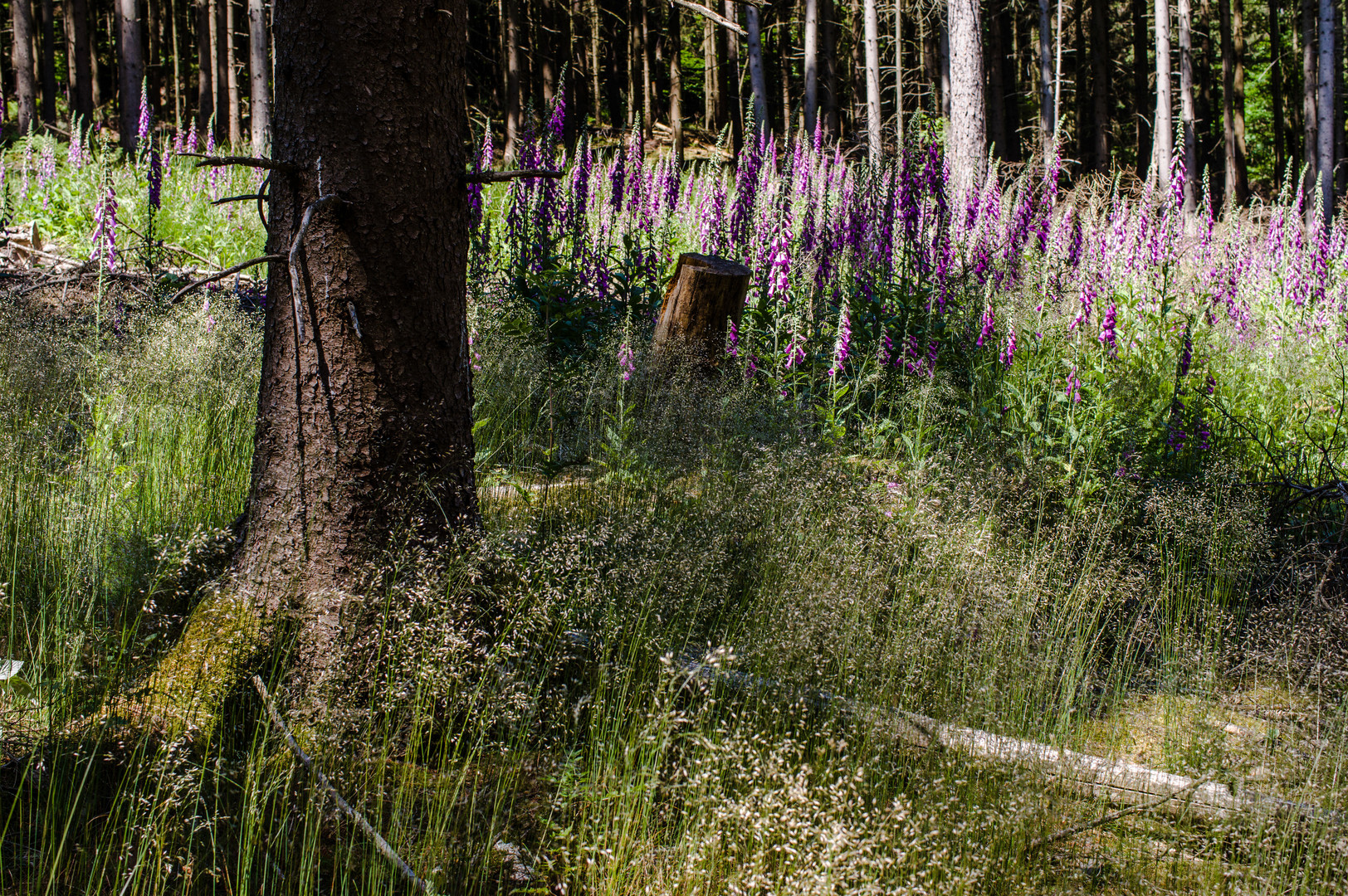 Waldlichtung