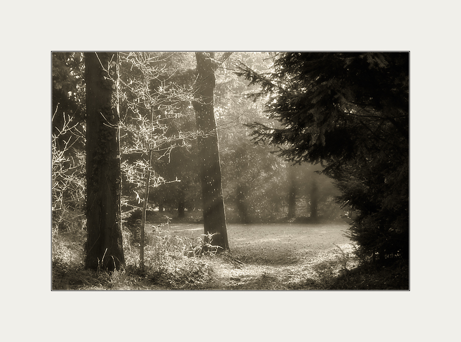 Waldlichtung am Morgen