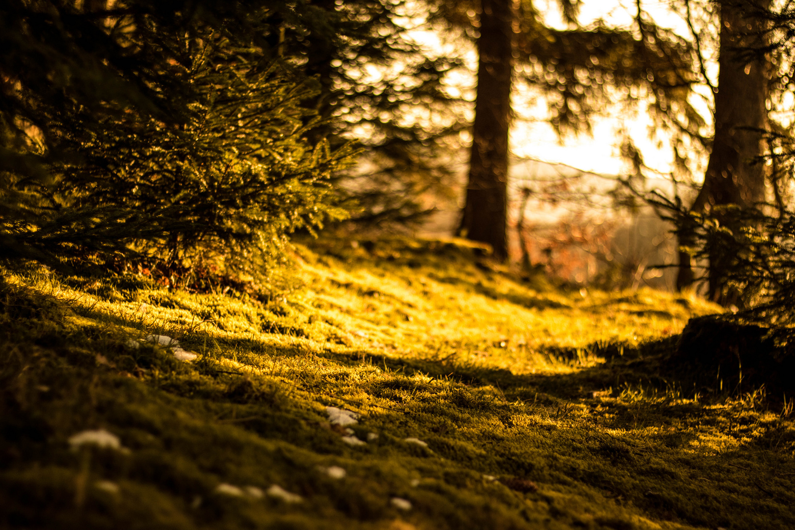 Waldlichtung am späten Nachmittag