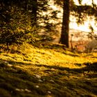 Waldlichtung am späten Nachmittag