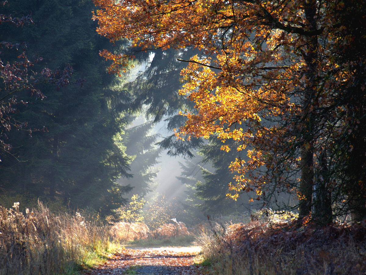 Waldlichtung bei Schwaney