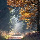 Waldlichtung bei Schwaney