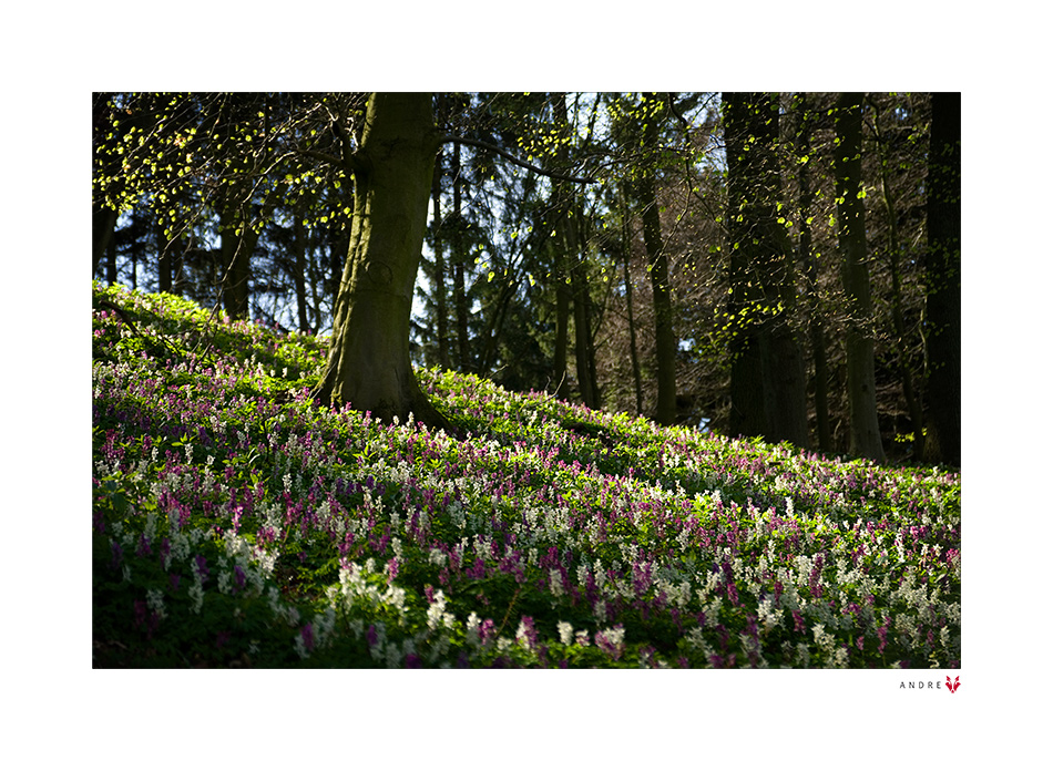 WALDLICHTUNG