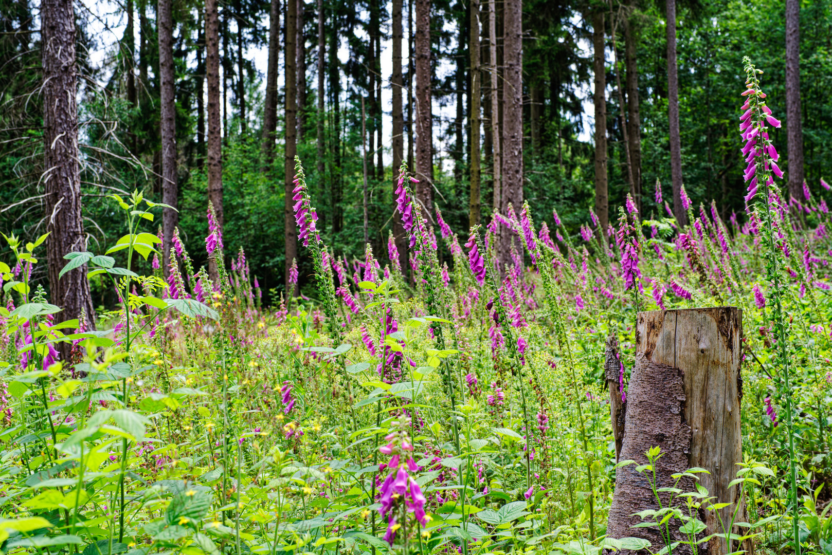 Waldlichtung