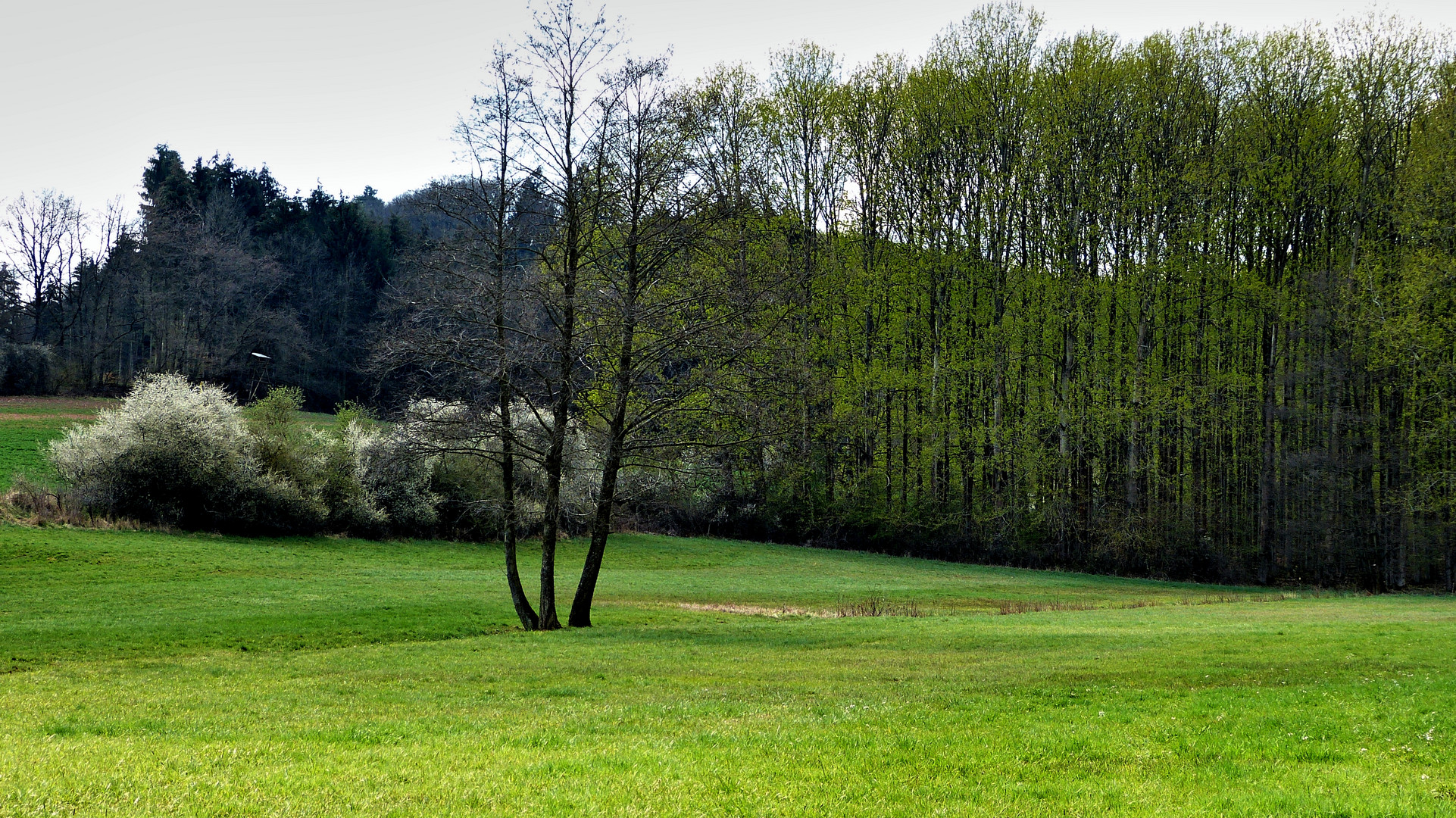 Waldlichtung - Das grünt und blüht so schön.