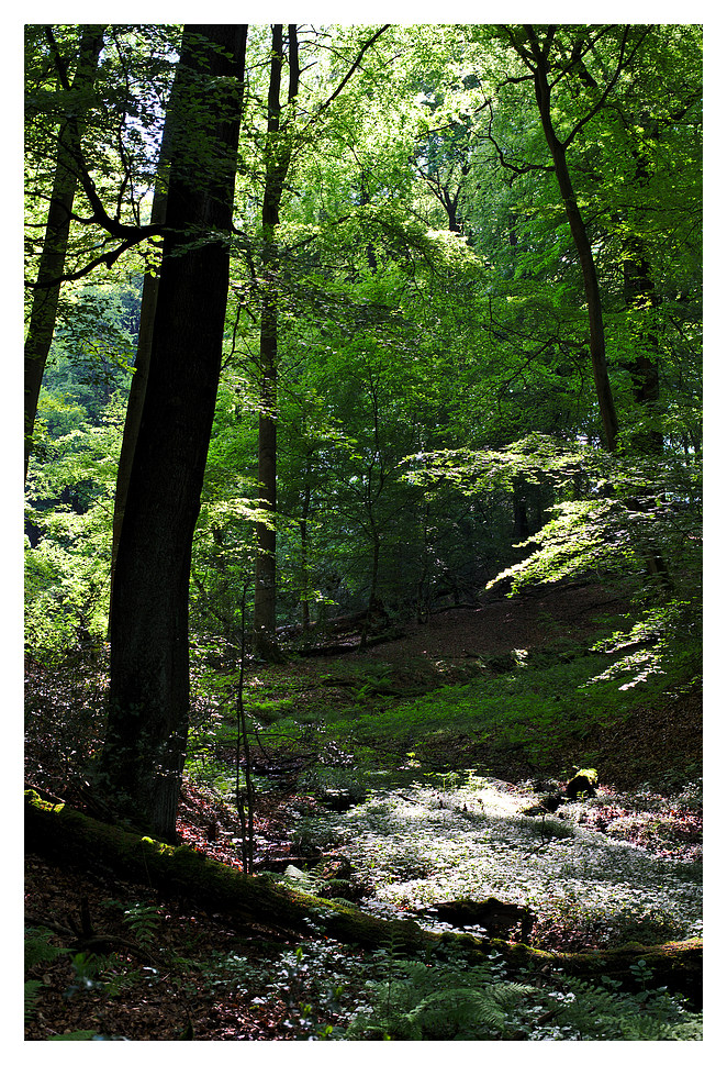 Waldlichtung