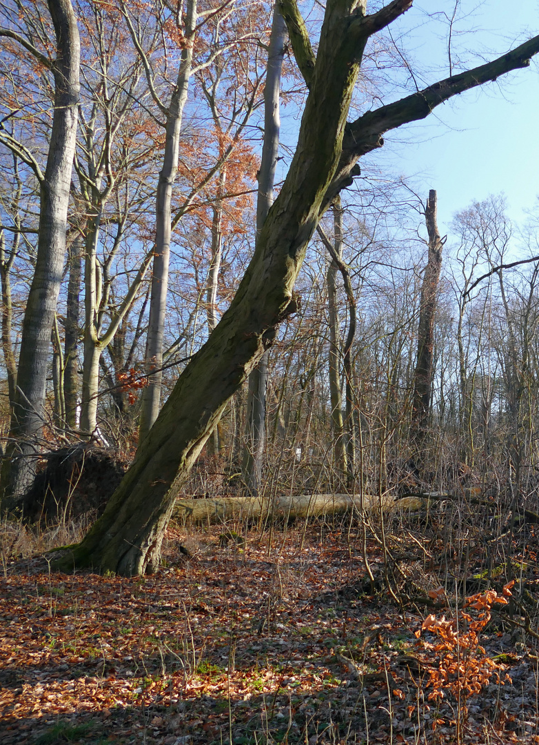 Waldlichtung