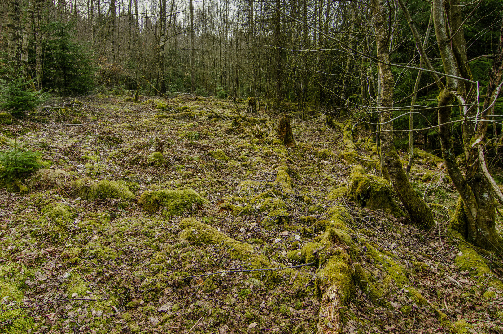 Waldlichtung