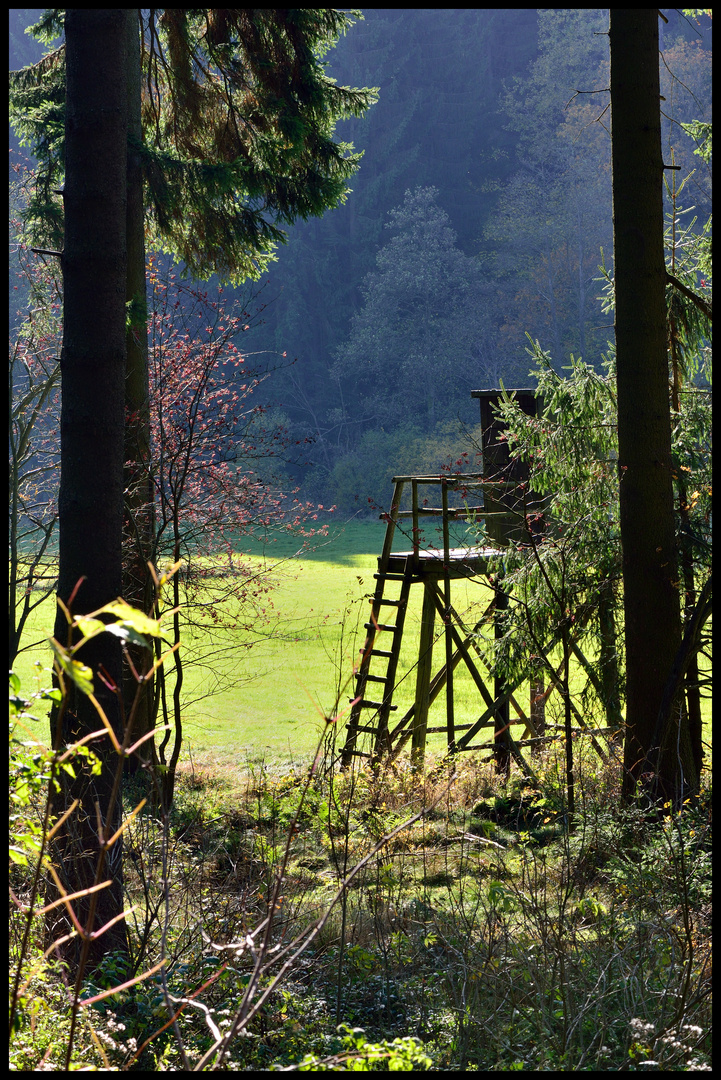 Waldlichtung...