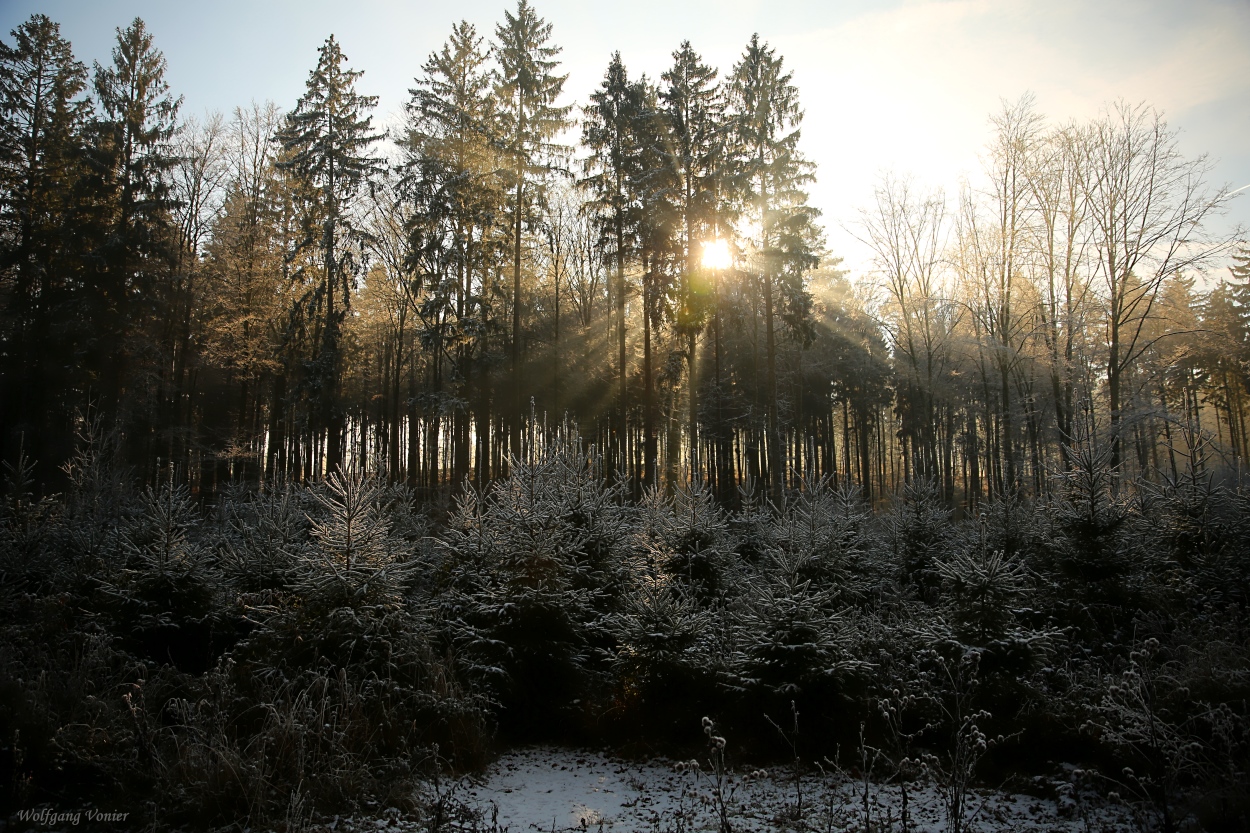 Waldlichtung I