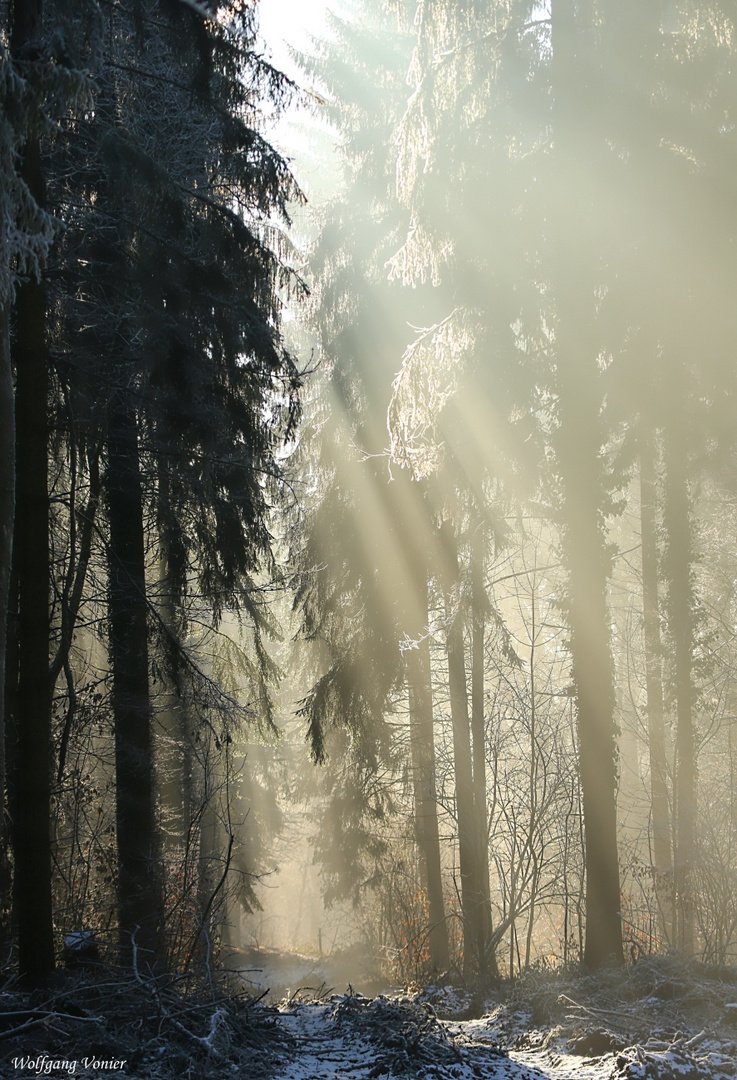 Waldlichtung II