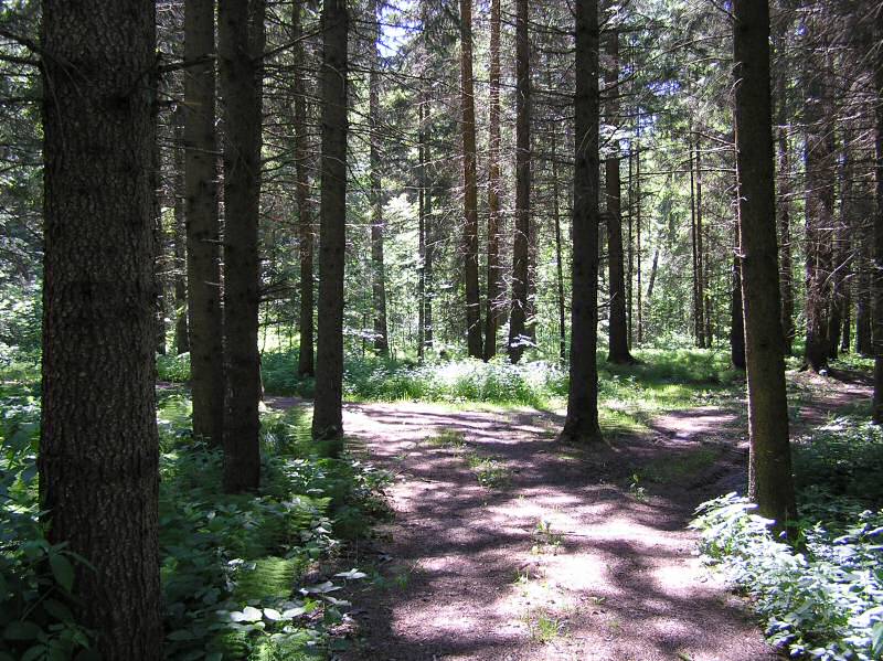 Waldlichtung im Bayerischen Wald