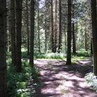 Waldlichtung im Bayerischen Wald