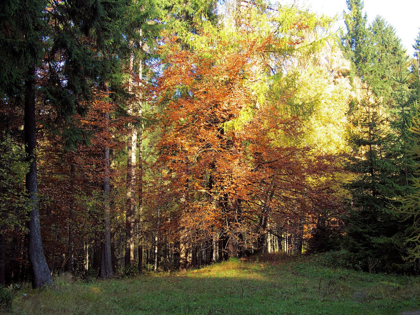 Waldlichtung im Herbst