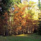Waldlichtung im Herbst