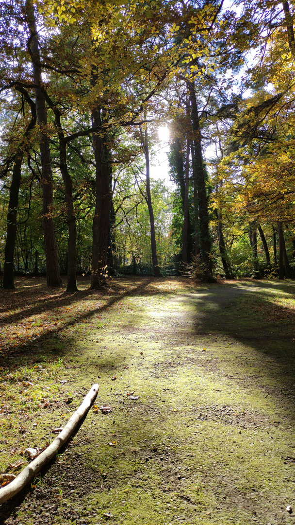 Waldlichtung im Herbst