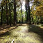 Waldlichtung im Herbst