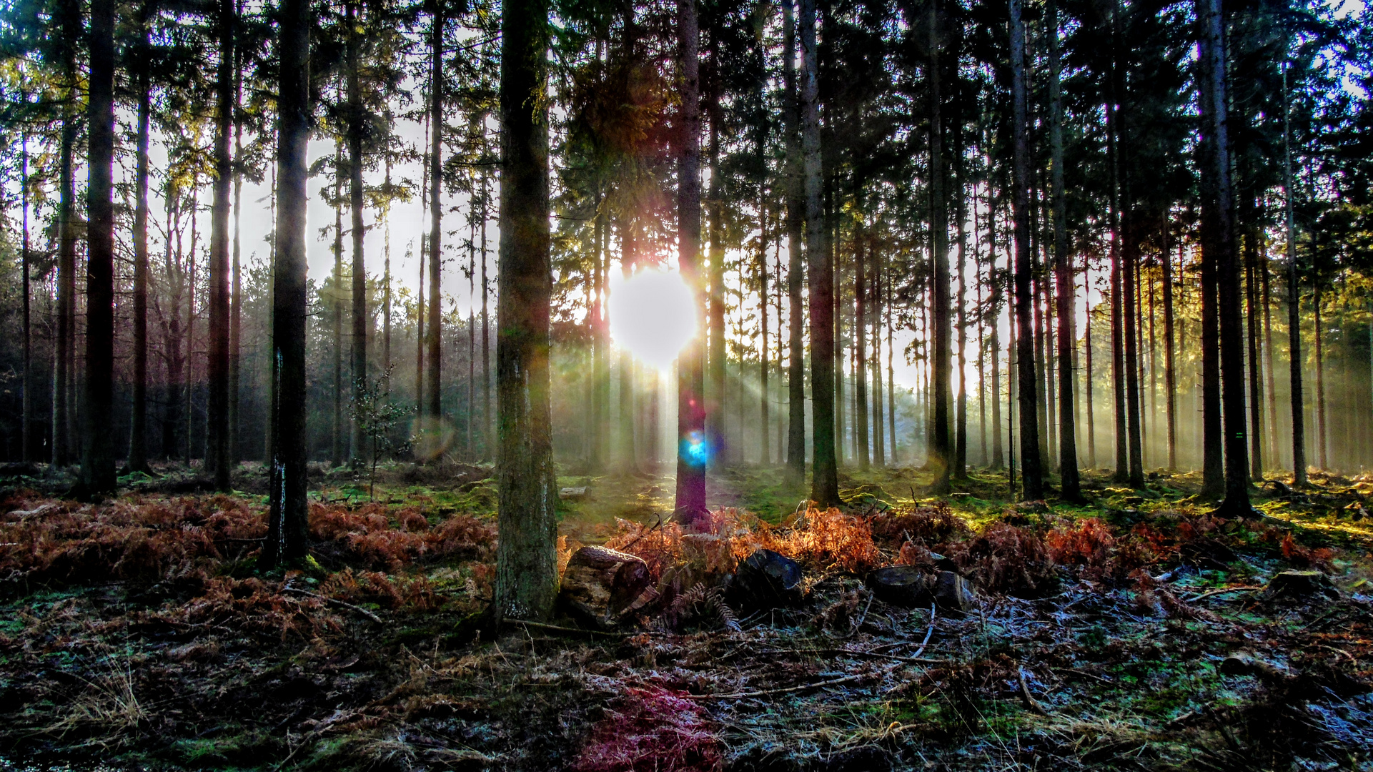 Waldlichtung im Herbst