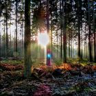 Waldlichtung im Herbst