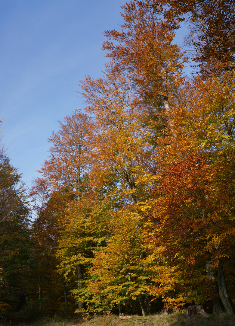 Waldlichtung im Herbstkleid