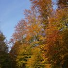 Waldlichtung im Herbstkleid