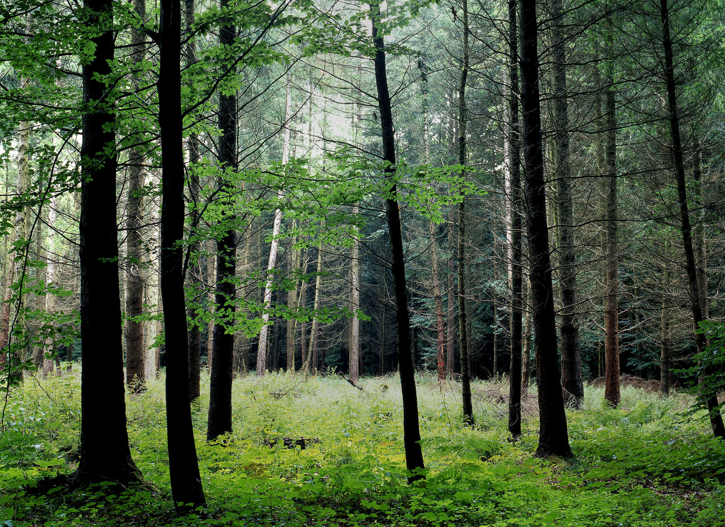 Waldlichtung im Lemgoer Stadtwald