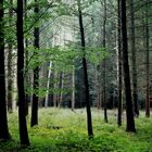 Waldlichtung im Lemgoer Stadtwald